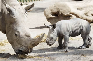 Rhinos at Dublin Zoo
